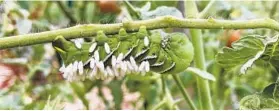  ?? ELLEN NIBALI/FOR THE BALTIMORE SUN ?? The rice-like growths on this hornworm are the cocoons of a parasitic wasp that’s actually beneficial.