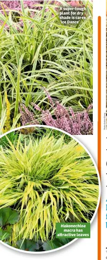  ??  ?? A super-tough plant for dry shade is carex ‘Ice Dance’ Hakonechlo­a macra has a ractive leaves