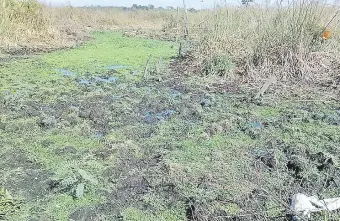  ??  ?? El pantanal y los pirizales están totalmente secos, lo que pone en riesgo el lago Ypoá.