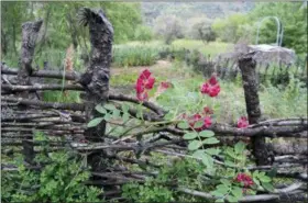  ?? CAIN BURDEAU VIA AP ?? This May 4 photo shows a wattle fence made to protect a garden on a property in Contrada Petraro in the mountains of northern Sicily. In northern Sicily, fences are essential to protect gardens against wild pigs.