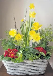  ?? PHOTOS BY THERESA FORTE/SPECIAL TO THE STANDARD ?? Daffodils, primroses, asparagus ferns and ivy in a wicker basket make a pretty spring planter for Valentine’s Day.