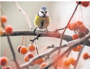  ?? FOTO: FRANK RUMPENHORS­T/DPA ?? Gehölze mit Früchten wie der Zierapfel bieten Vögeln in den kalten Monaten Schutz und Nahrung.