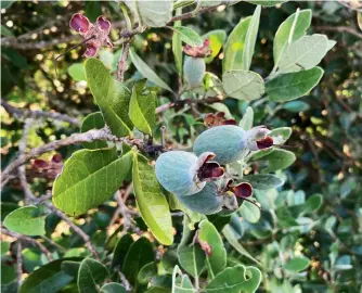  ?? ?? BELOW The early fruits of a juvenile ‘Waitui’ – a wild Brazilian and ‘Apollo’ cross.