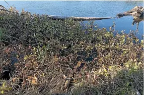  ?? ?? Alligator weed in a lagoon near Waitara. It is notoriousl­y difficult and costly to control once it becomes widely establishe­d.