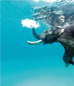  ??  ?? Rajan, a tusker swims at Radhanagar Beach in Andamans