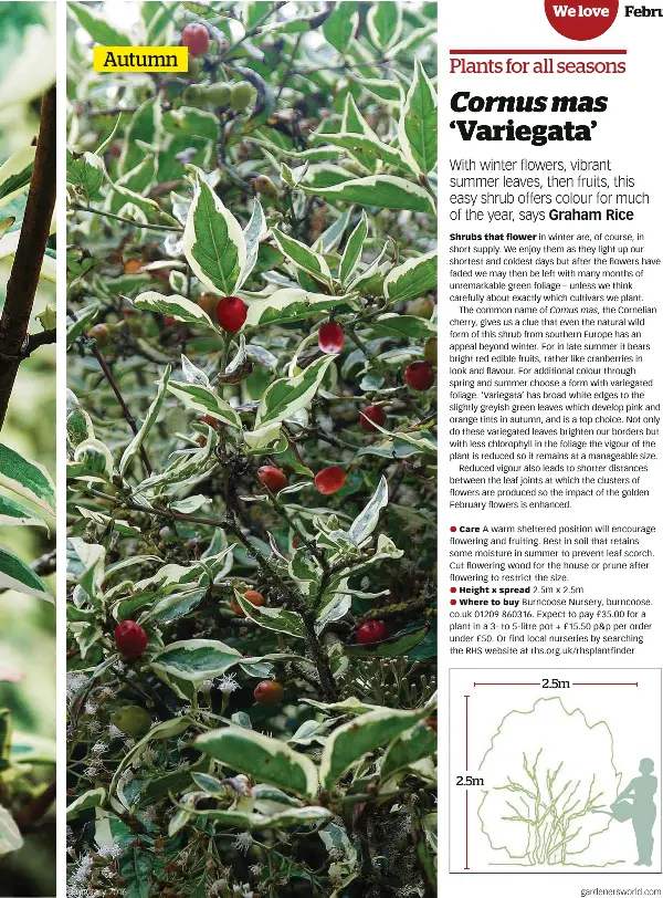 Cornus mas 'Variegata' - PressReader