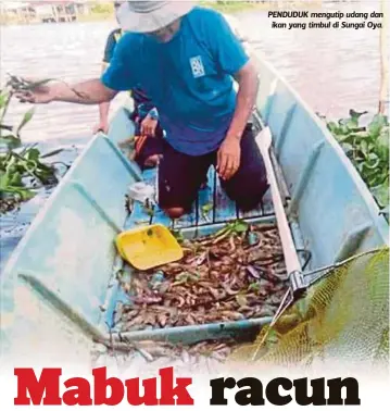  ??  ?? PENDUDUK mengutip udang dan
ikan yang timbul di Sungai Oya.