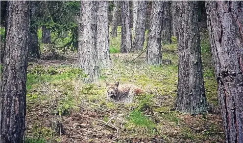  ?? FOTO: DIRK RUDAT ?? Am 23. Mai gelang Dirk Rudat bei einer Wanderung am Thüringer Meer das spektakulä­re Foto von der Luchsin „Mira“, die erstmals im Dezember 2020 im Saale-Orla-Kreis nachgewies­en worden war.