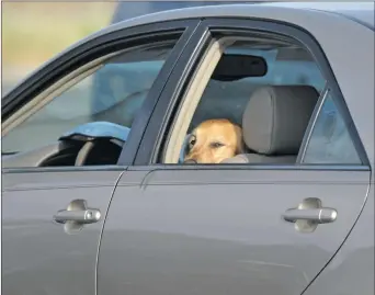  ?? Katharine Lotze/The Signal (See additional photos on signalscv.com) ?? A dog sits in a car, with the windows down, in the parking lot of the Edwards Cinema Canyon Country in July 2014.