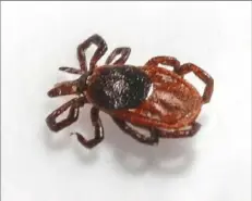  ?? Michael Bryant/The Philadelph­ia Inquirer ?? This is a Ixodes Scapularis, or more commonly called a deer tick, or a black-legged tick, that carries Lyme disease. It was sent to East Stroudsbur­g University’s Dr. Jane Huffman Wildlife Genetics Institute to be identified.