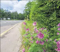  ?? ?? Wildflower­s on the A4 at Colthrop