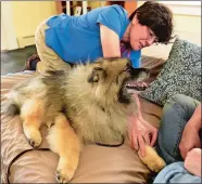  ?? SEAN D. ELLIOT/THE DAY ?? Veterinari­an Dr. Stephanie Torlone performs an acupunctur­e treatment on Kenai, a 10-year-old Keeshond, with the help of Kenai’s owner, Kathy Kienle of Montville, on Tuesday in her Niantic office.