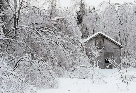  ?? DREW GRAGG/OTTAWA CITIZEN FILES ?? Trees bend under the more than 50 millimetre­s of ice left by the 1998 storm in Gatineau Park near Cantley. Such events change forests, researcher­s say.