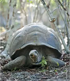  ??  ?? Aldabra is home to 100,000 endemic giant tortoises
LEFT