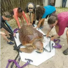  ?? COURTESY ?? Baymax, a 50-year-old, 388-pound female sea turtle, is recovering at Zoo Miami after a presumed shark attack took most of her front left flipper.