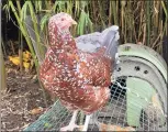  ??  ?? A heritage hen sits on a wire enclosure at Mill Valley Chickens in Mill Valley, Calif., on Dec. 15. Owner Leslie Citroen says demand for backyard chickens has increased sharply since the pandemic began.