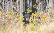  ?? MIKE DREW / POSTMEDIA NEWS FILES ?? A black bear is seen west of Claresholm, Alta. Over 3 per
cent of poll respondent­s would attack this bear first.
