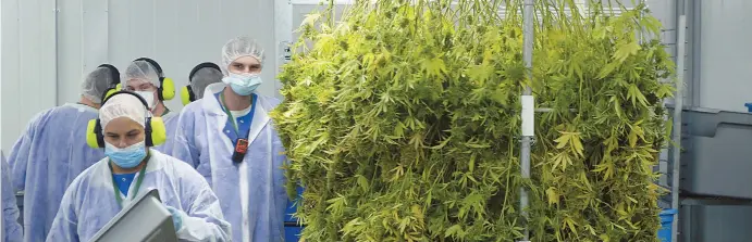  ?? - Acadie Nouvelle Jean-François Boisvert ?? Le producteur de marijuana Zenabis d’Atholville entend créer une cinquantai­ne de nouveaux emplois.
