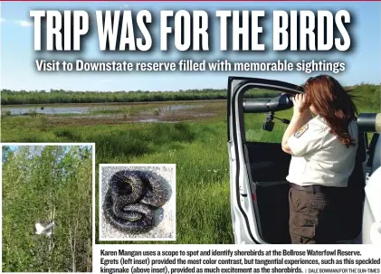  ??  ?? Karen Mangan uses a scope to spot and identify shorebirds at the Bellrose Waterfowl Reserve. Egrets ( left inset) provided the most color contrast, but tangential experience­s, such as this speckled kingsnake ( above inset), provided as much excitement...