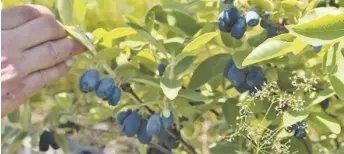  ??  ?? La ferme Cowan compte trois espèces de camerise: la berry blue, l’indigo gem et la tundra. La berry blue est le plus commun. Il produit beaucoup plus que les autres et ses fruits sont plus petits que l’indigo gem. - Acadie Nouvelle: Sébastien Larocque