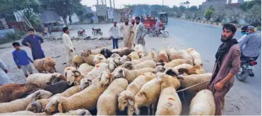  ?? Associated Press ?? People browse sheep ahead of Eid Al Adha in Lahore on Friday.
