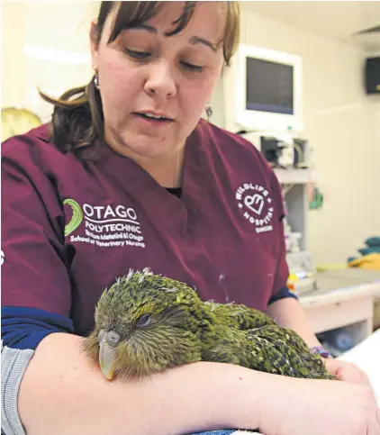  ?? Photo / Gregor Richardson ?? Recovering ka¯ka¯po¯ Queenie, in the arms of a vet nurse, has made friends with Espy (inset) at the Dunedin Wildlife Hospital.