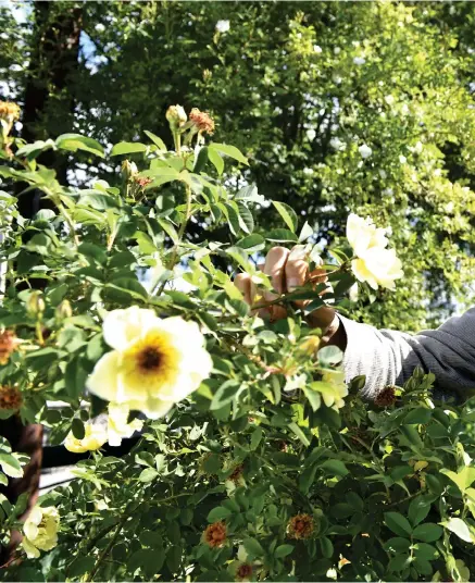  ??  ?? I DET GRÖNA. Den brittiske biologen och författare­n Dave Goulson är aktuell med boken Den stora humleresan.