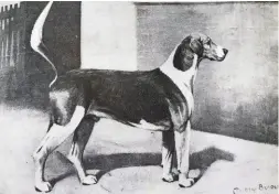  ??  ?? Left: the large Belvoir Weaver 06 is typical of the hounds at the turn of the century