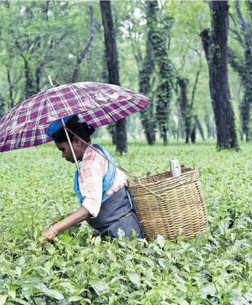  ?? [David Talukdar/NurPhoto/Getty Images] ?? Die größten Teeanbaufe­lder der Welt befinden sich im Nordosten Indiens. In der Regenzeit wird geerntet.