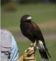  ??  ?? Get a quick lesson in falconry at the Woodstock Inn in Vermont.