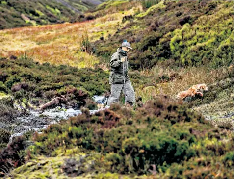  ??  ?? A head gamekeeper on one of the Peak District moors, also below, strides with his dogs across countrysid­e which has seen little action for the grouse shooting community this year