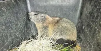  ??  ?? Das Murmeltier überstand die Reise unversehrt und ist mittlerwei­le wieder zurück in seinem Habitat.