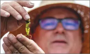  ?? (AP/The Orange County Register/Mindy Schauer) ?? Marine scientist Robert Mooney shows off Caulerpa, an invasive algae that is being removed from China Cove in Corona del Mar, Calif., on Wednesday.