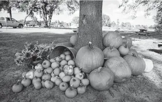  ?? Gustavo Huerta / Staff file photo ?? Pumpkins used for jack-o'-lanterns are not the best for eating. Instead, look for ones in the grocery store that are appropriat­e for cooking.