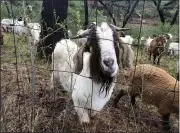  ??  ?? Goats provided by a contractor begin grazing work, seen Friday, along Mountain View Drive in Paradise as part of Butte County Fire Safe Council’s projects to reduce fire fuel during spring.