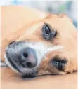  ?? FOTO: ROBERT GÜNTHER ?? Wer sich, weil der Hund krank ist, für einen Tierarztbe­such beim Chef abmeldet, muss keine Abmahnung befürchten.