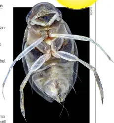  ??  ?? Micronecta scholtzi har inga fiender med hörsel och har därför kunnat utveckla sitt extrema parningsro­p.