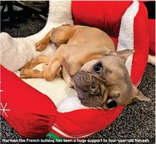  ?? ?? Norman the French bulldog has been a huge support to four-year-old Nevaeh