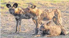  ??  ?? Afrikanisc­he Wildhunde gelten als sehr gefährdet.