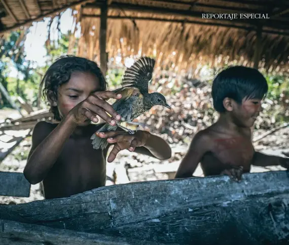  ??  ?? LOS NIÑOS DE LA TRIBU CONVIVEN MANO A MANO CON LA RIQUEZA DEL AMAZONAS.