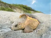  ?? REBECCA SMITH/UCF MARINE TURTLE RESEARCH GROUP ?? A loggerhead sea turtle is discovered on a beach by the University of Central Florida Marine Turtle Research Group in Archie Carr National Wildlife Refuge.