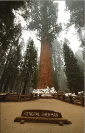  ?? GARY KAZANJIAN — THE ASSOCIATED PRESS FILE ?? The historic General Sherman tree is protected from fires by structure wrap at Sequoia National Park on. Sequoia National Park says lightning-sparked wildfires in the past two years have killed a minimum of nearly 10,000giant sequoia trees in California.