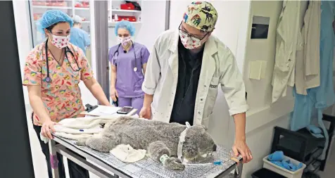  ??  ?? A sick koala rescued by the Wildlife Informatio­n, Rescue and Education Service on the outskirts of Sydney, in an area where urban developmen­t is encroachin­g on koala habitat