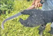  ??  ?? Bits of weeds clinging to a worker’s gloves while clearing the tea bushes. This year tea garden workers joined the agitation. The plantation­s were hauled into the 105day blockade, estimated to have cost them ~500 crore in lost revenue.