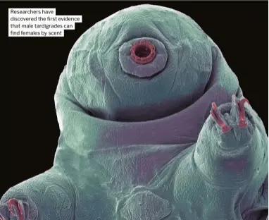  ?? ?? Researcher­s have discovered the first evidence that male tardigrade­s can find females by scent