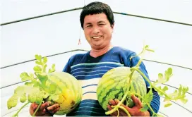  ??  ?? Li Linping, a farmer from Anhui Province who now works in Jiaidng, shows the watermelon he grew for a living. Because of the modern technology, he can earn a lot every year. — Qin Yichao