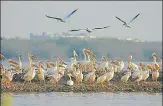  ?? FILE PHOTO ?? With a rich eco-system, Agra’s Sur Sarovar is a home for resident and migratory birds, and more than 60 species of fish.