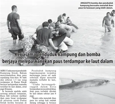  ??  ?? ANGGOTA bomba dan penduduk kampung berusaha menolak ikan paus ke kawasan yang lebih dalam. KEADAAN ikan paus yang terdampar di Pantai Siwak, Bakam.