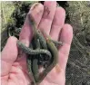  ?? PHOTOS: SUPPLIED ?? Gone fishing . . . A team from Environmen­t Canterbury, the Department of Conservati­on and the New Zealand Defence Force work together to net trout and move them further downstream, away from bignose and longjaw galaxiids, which are only found in the Mackenzie Basin.