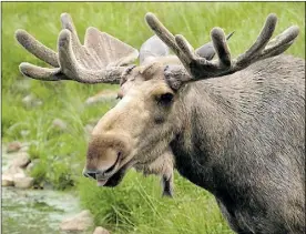  ??  ?? nyFiKEn ÄLG. Bilder på Borgåälgen har vi inte, men enligt uppgift var också den försedd med stora horn.